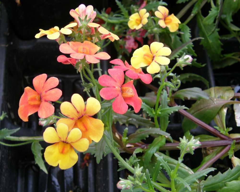 Top of Plant in Bloom<br>(Location of Picture: Shady Creek Nursery, Wa., USA, 2013)