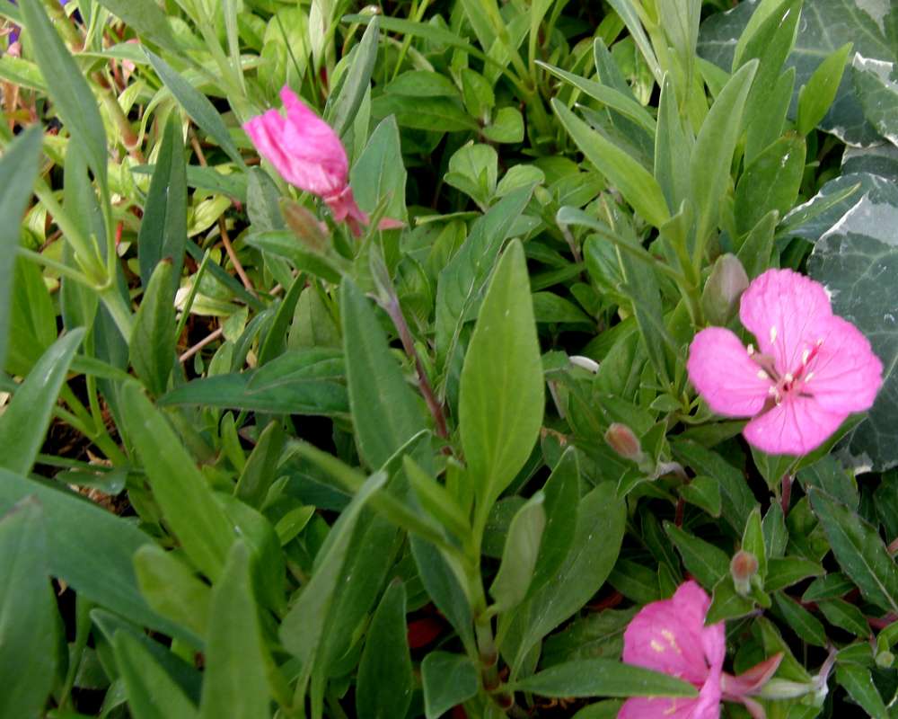 Top of Plant in Bloom<br>(Location of Picture: Shady Creek Nursery, Wa., USA, 2013)