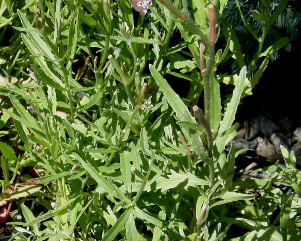 Leaves - Siskuyou<br>(Location of Picture: Shady Creek Nursery, Wa., USA, 2013)