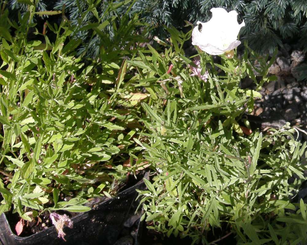 Garden View - Siskuyou<br>(Location of Picture: Shady Creek Nursery, Wa., USA, 2013)