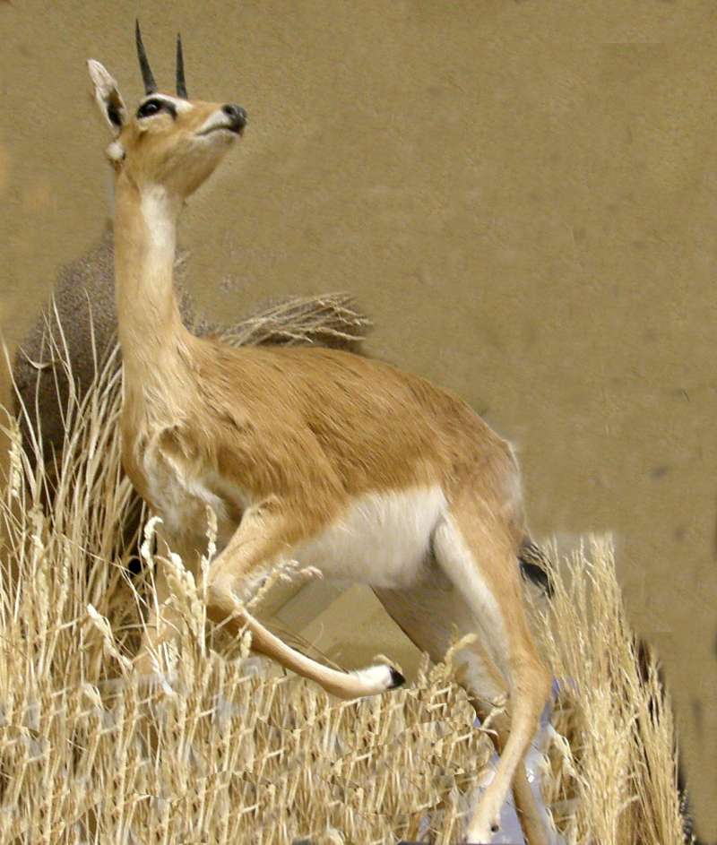 Mounted Specimen<br>(Location of Picture: Private Collection)