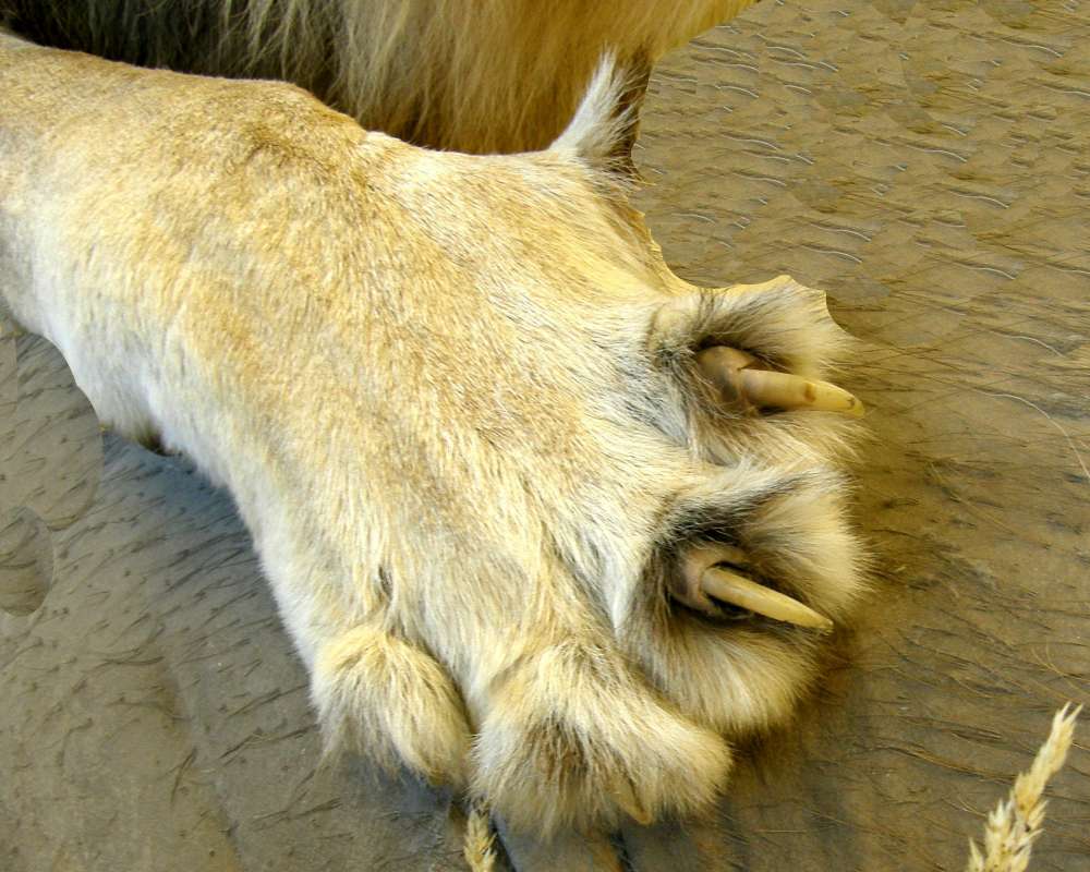 Clsoe View of Claws<br>(Location of Picture: Private Collection, 2013)