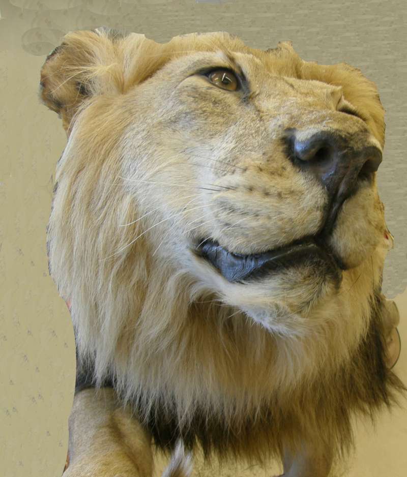 Close View of Face<br>(Location of Picture: Private Collection, 2013)