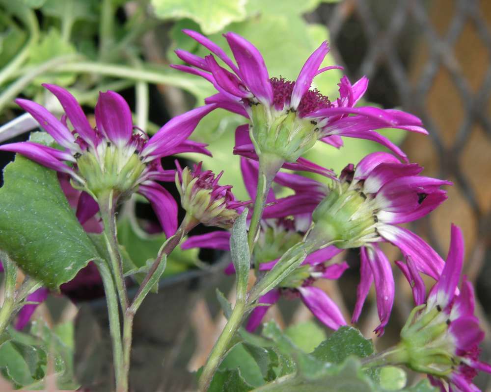 Flower - Rear View, Purple Flower<br>(Location of Picture: Shady Creek Nursery, Wa., USA, 2013)