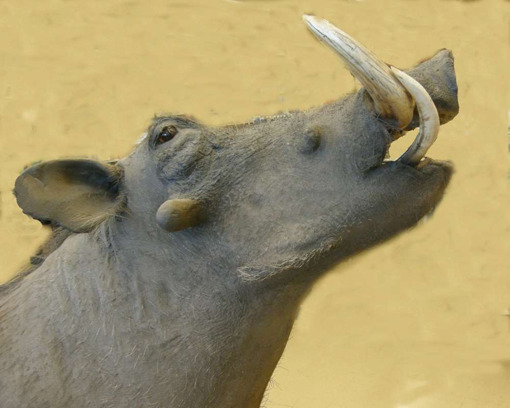 Side View of Head - Poor Image<br>(Location of Picture: Private Colleciton, 2013)