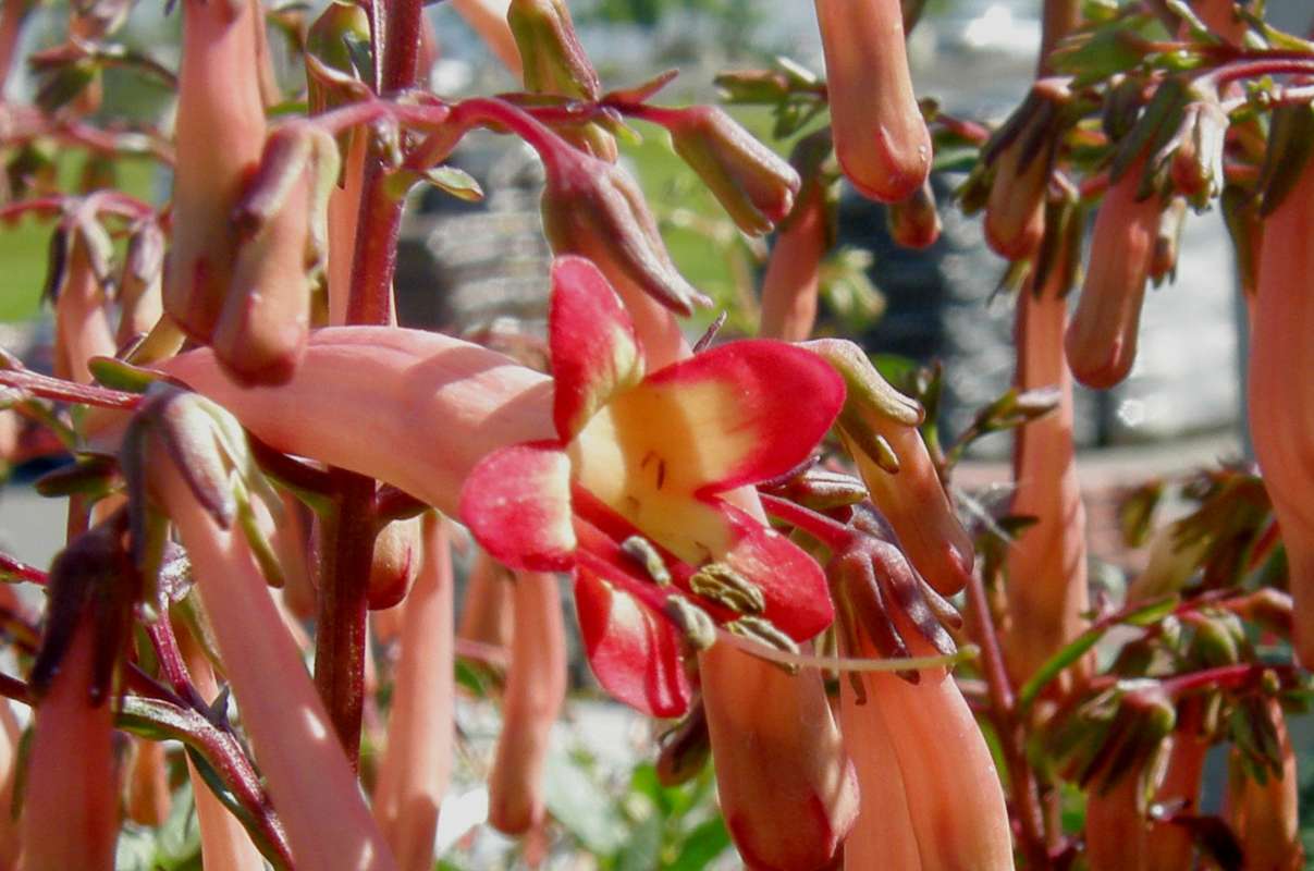 Flower - Front View<br>(Location of Picture: Commercial, Washington, USA, 2013)