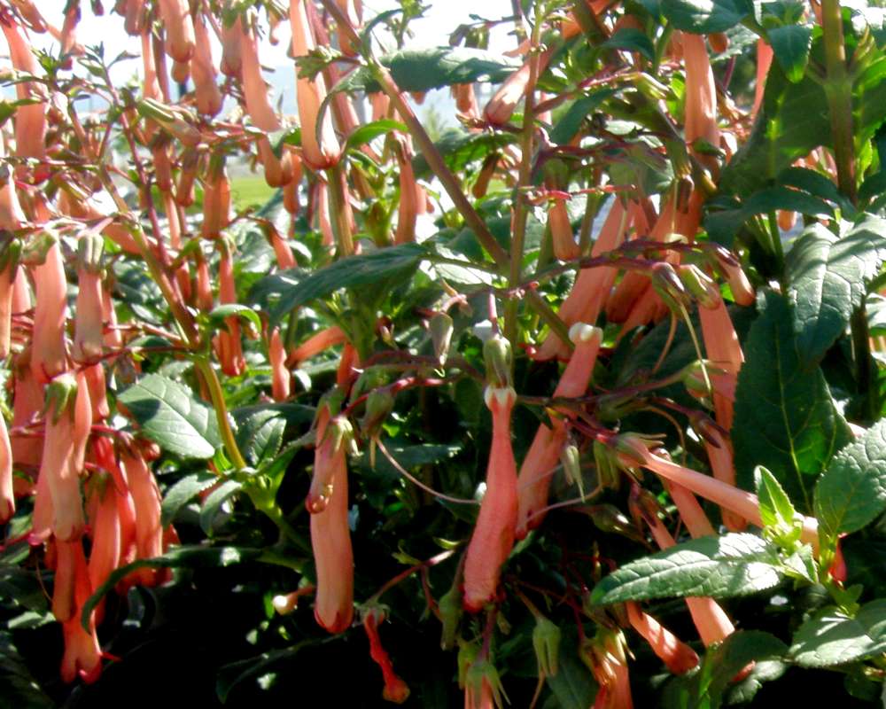 Top of Plant and Flowers Side View<br>(Location of Picture: Commercial, Washington, USA, 2013)