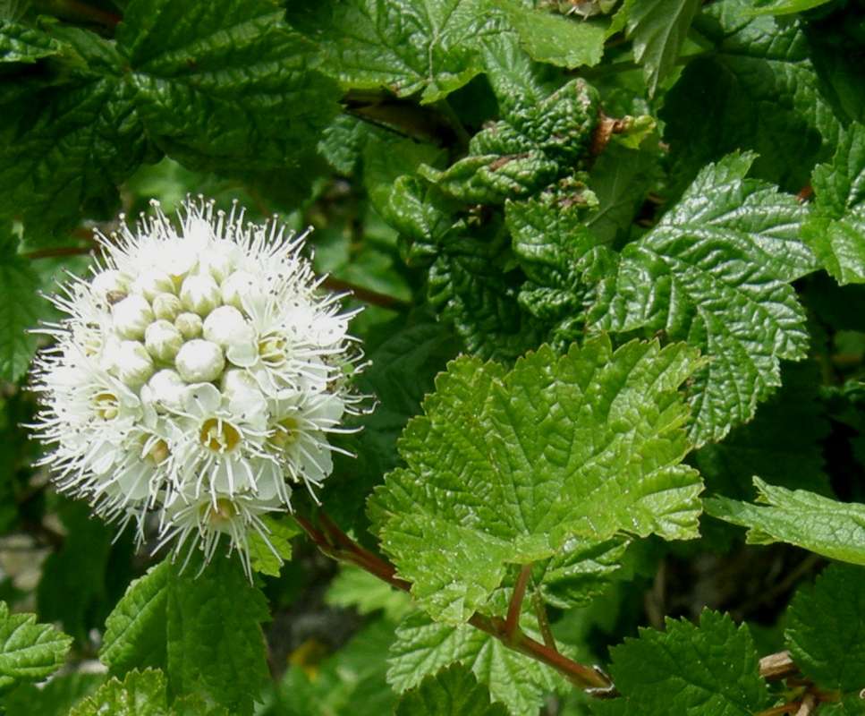 Flower Head - White<br>(Location of Picture: New Halem, Washington, USA, 2013)