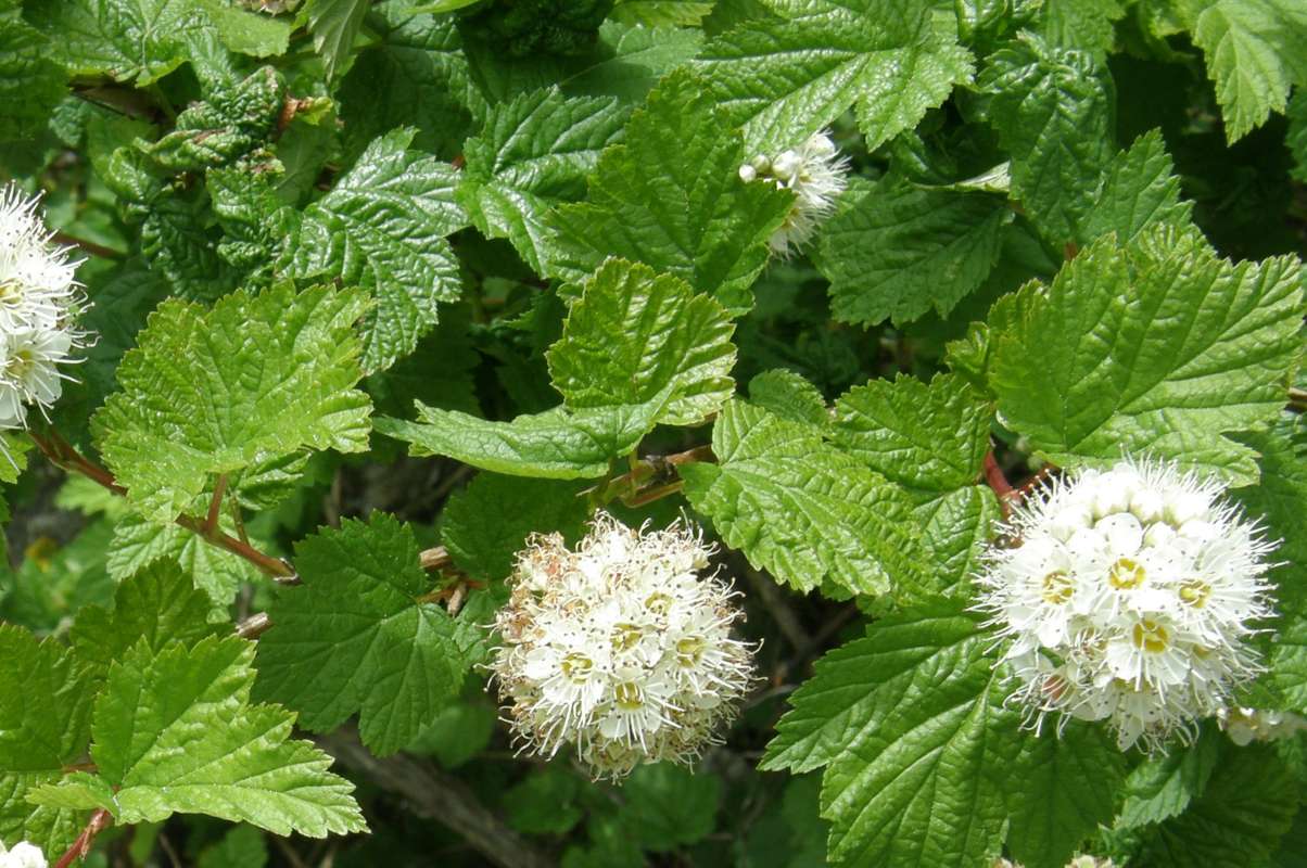 Leaves<br>(Location of Picture: New Halem, Washington, USA, 2013)