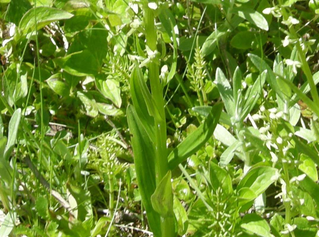 Leaves - Lower<br>(Location of Picture: Cascade Mountains, Washington, 2013)