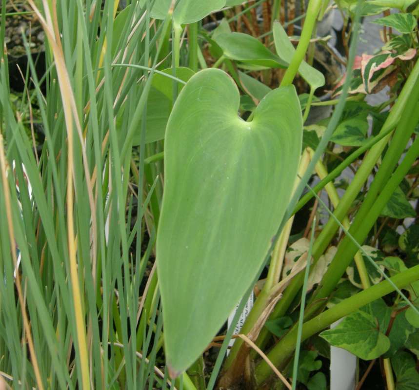 Leaf<br>(Location of Picture: Ornamental, Shady Creek, Wa., 2013)