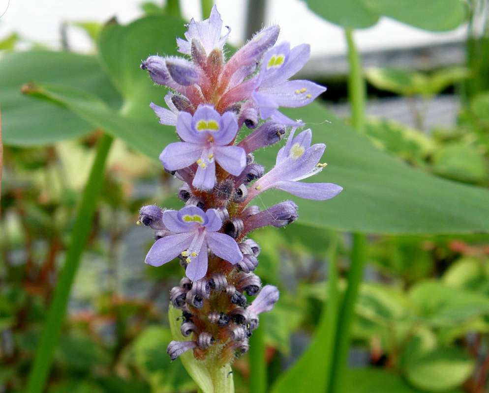 Flowers - Front View<br>(Location of Picture: Ornamental, Shady Creek, Wa., 2013)