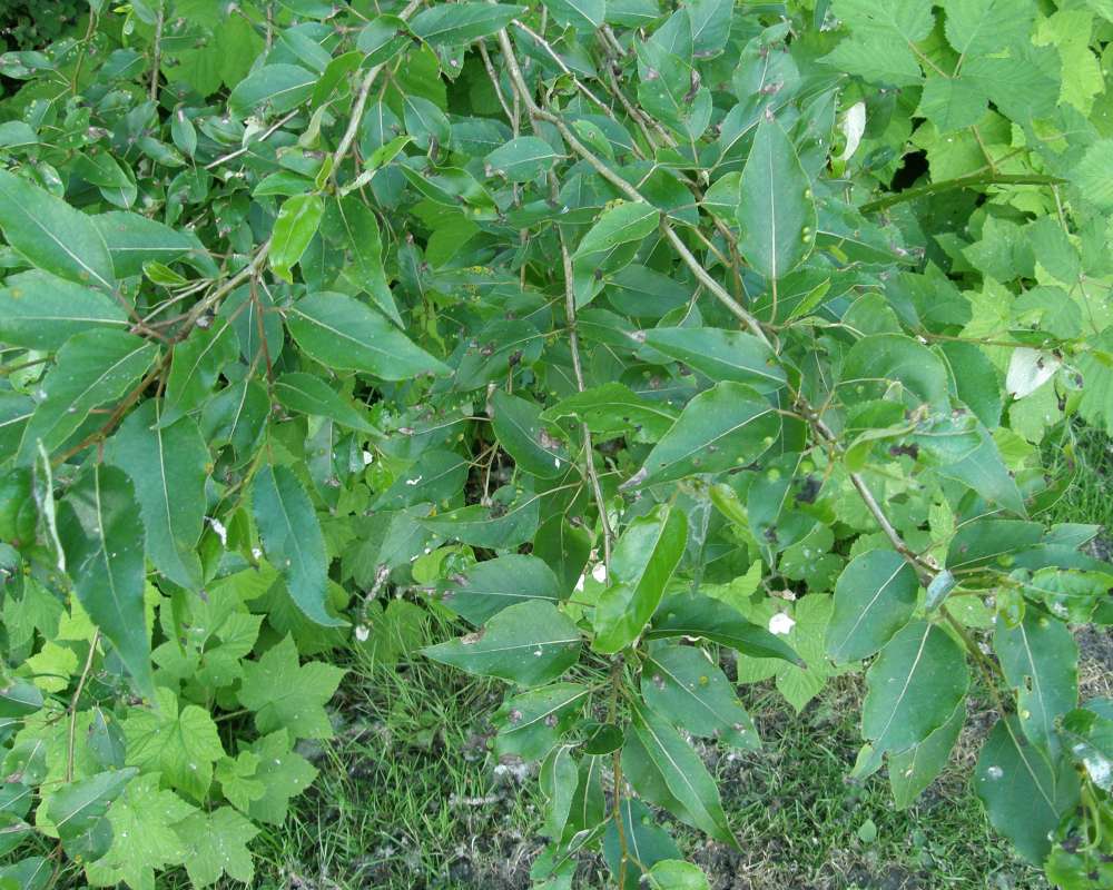 Leaves and Twigs<br>(Location of Picture: Rockport, Washington, 2013)
