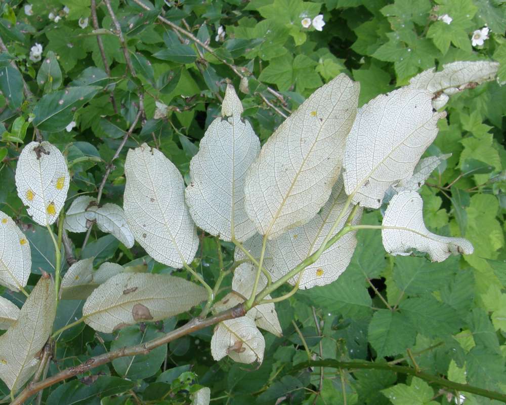 Leaves - Underside<br>(Location of Picture: Rockport, Washington, 2013)