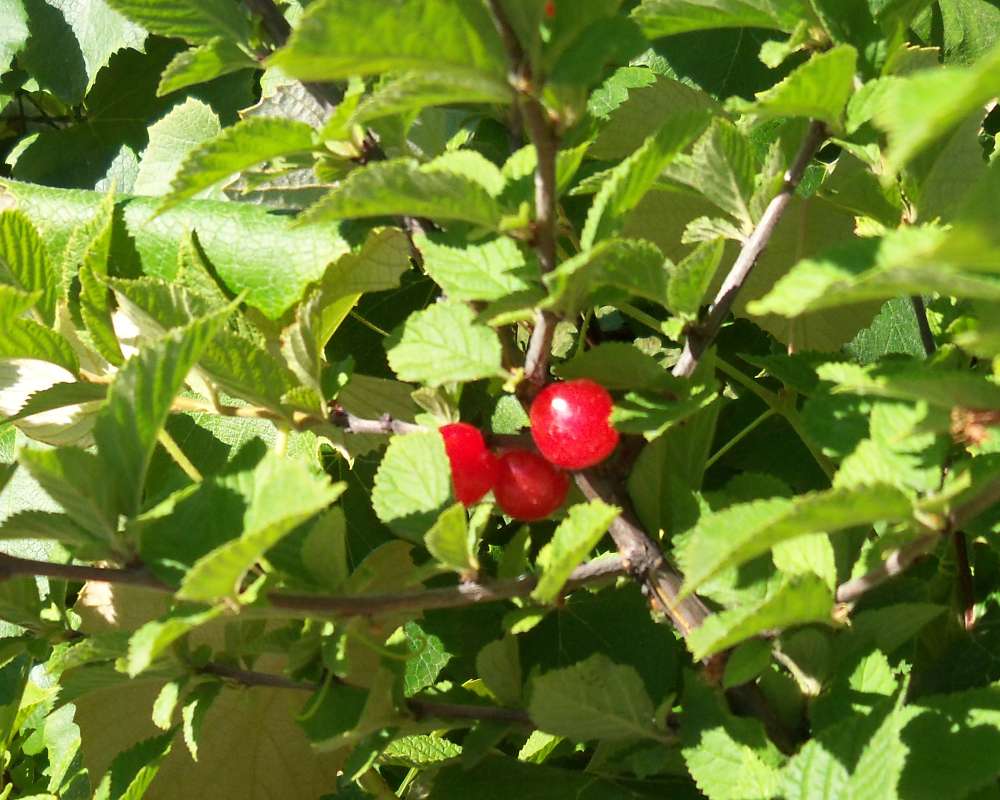 Fruits and Leaves<br>(Location of Picture: Okanogan, Washington, USA, 2013)
