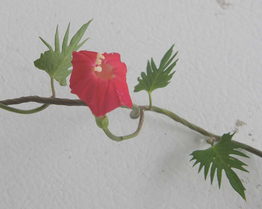 Leaves and Flower<br>(Location of Picture: Shady Creek Nursery, Wa., USA, 2013)