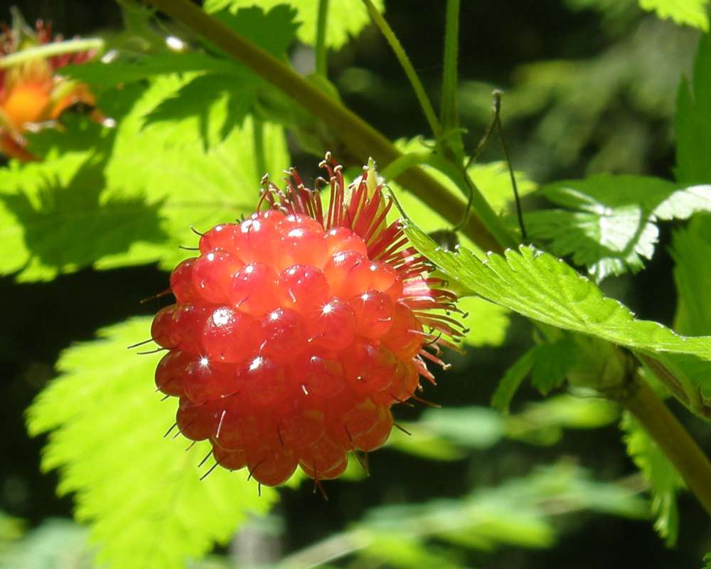 Fruit<br>(Location of Picture: Rockport, Wa, USA, 2013)