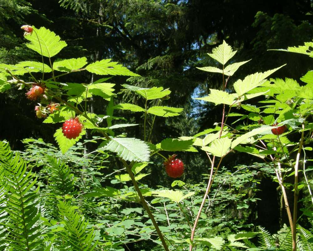 Top of Plant in Fruit<br>(Location of Picture: Rockport, Wa, USA, 2013)