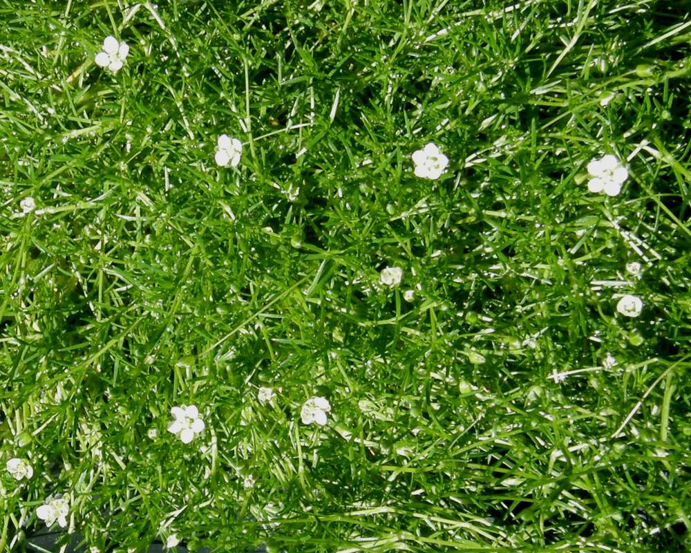Top of Plant in Bloom<br>(Location of Picture: Commerical, Washington, USA, 2013)