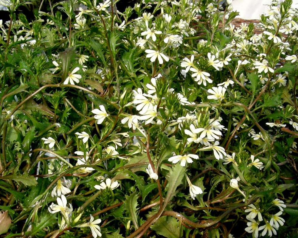 Top of Plant in Bloom<br>(Location of Picture: Shady Creek Nursery, Wa., USA, 2013)