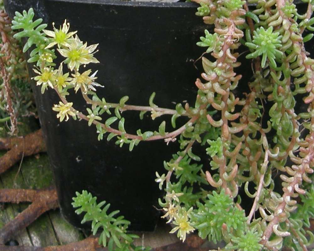 Top of Plant in Bloom<br>(Location of Picture: Shady Creek Nursery, Wa., USA, 2013)