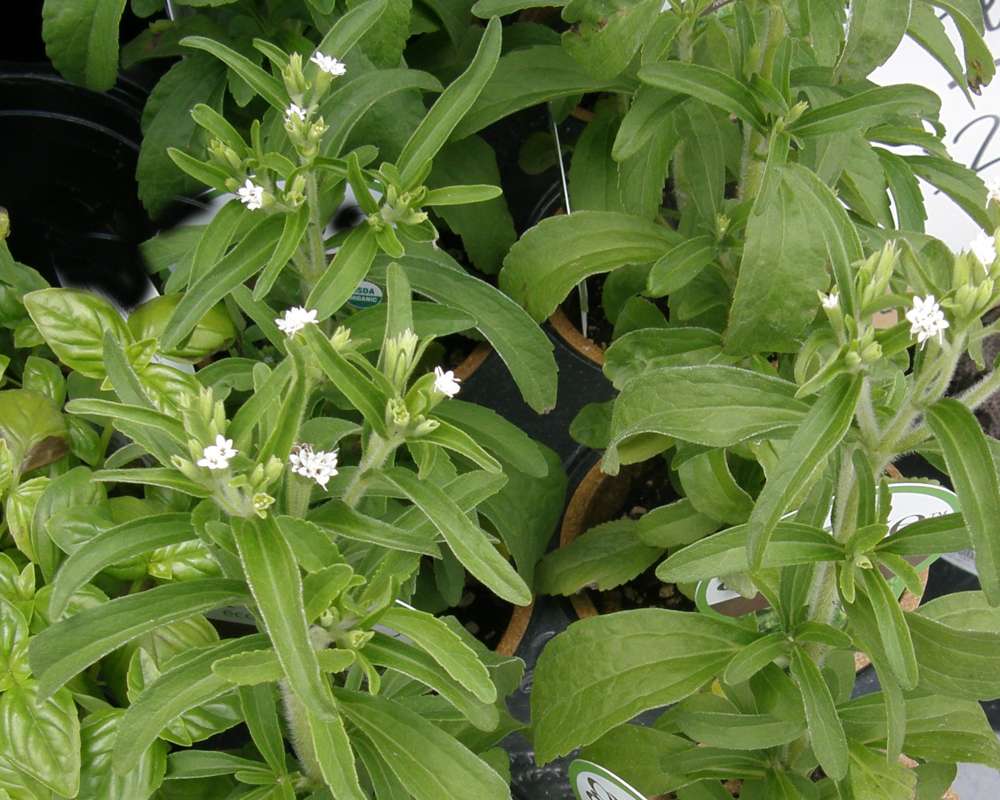 Top of Plant in Bloom<br>(Location of Picture: Commercial, Washington, USA, 2013)