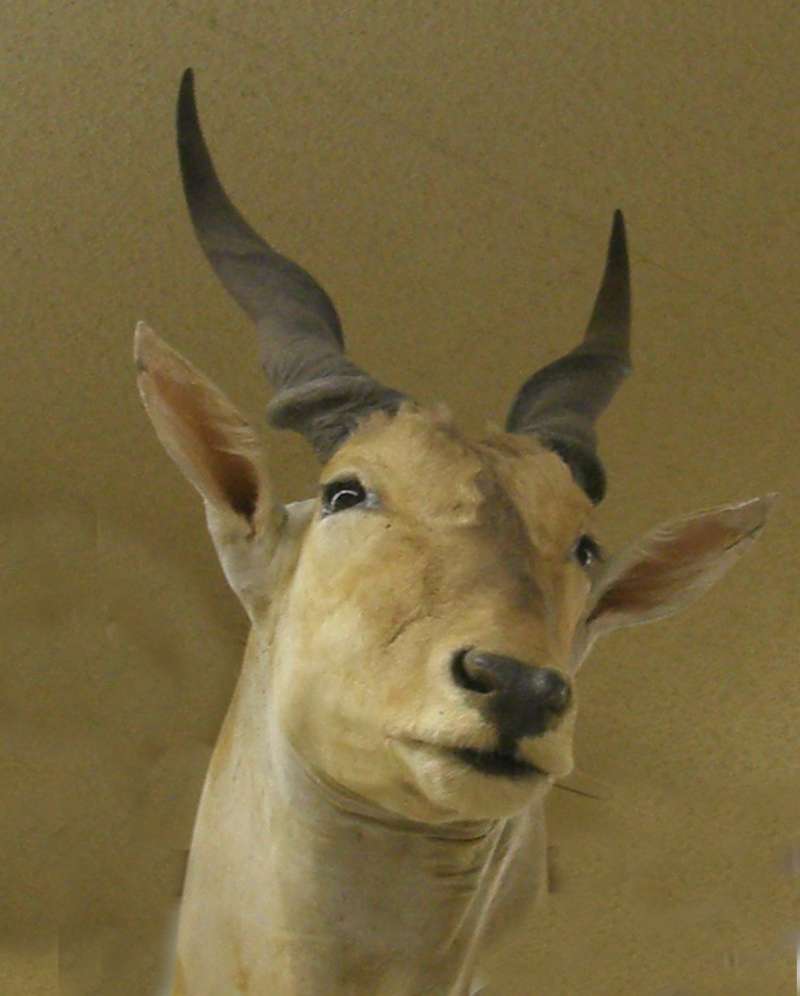 Front View of Face<br>(Location of Picture: Private Collection, USA, 2013)