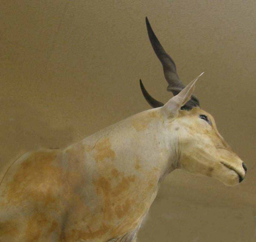 Side View of Face and Neck<br>(Location of Picture: Private Collection, USA, 2013)