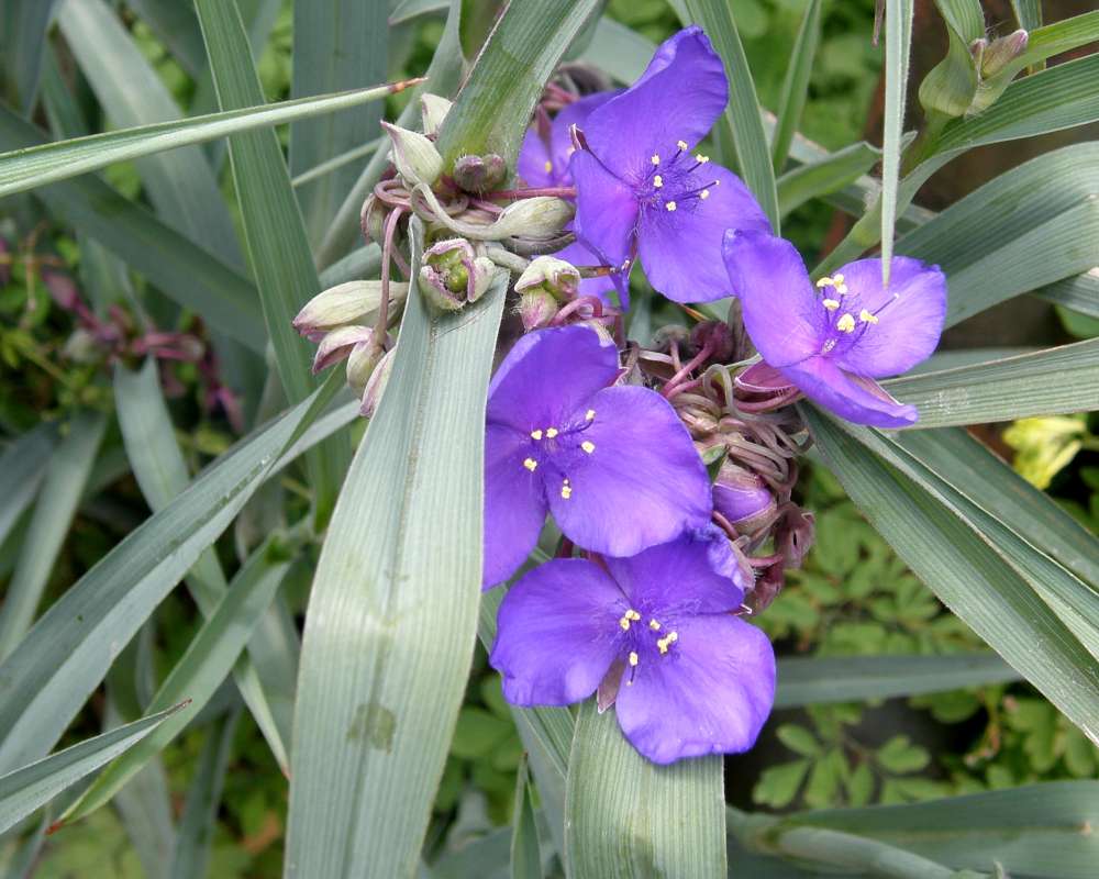 Flowers - Front View<br>(Location of Picture: Bakers Acres, Washington, USA, 2013)