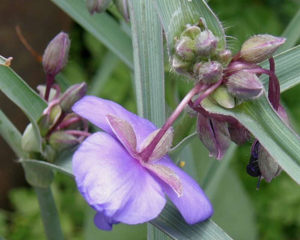 Flowers - Rear View<br>(Location of Picture: Bakers Acres, Washington, USA, 2013)