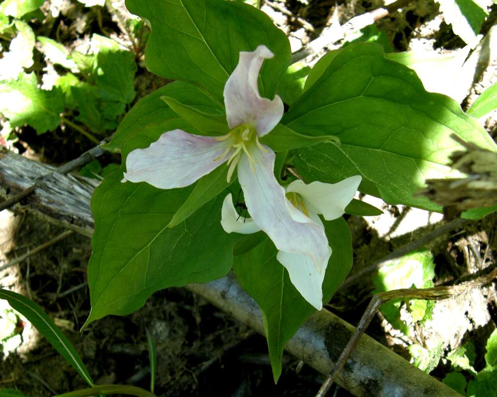 Flower - Front View<br>(Location of Picture: Cascades, Washington, USA, 2013)