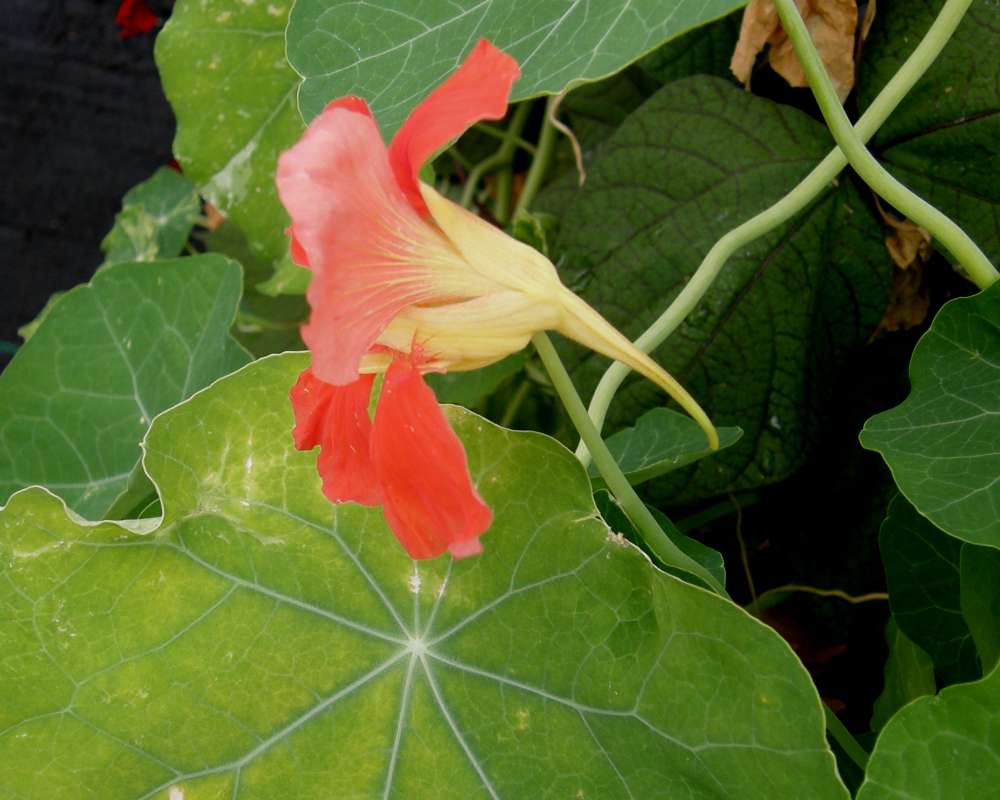 Red Flower - Side View