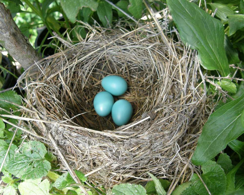 Nest with 3 Blue Eggs<br>(Location of Picture: Okanogan, Washington, USA, 2013)