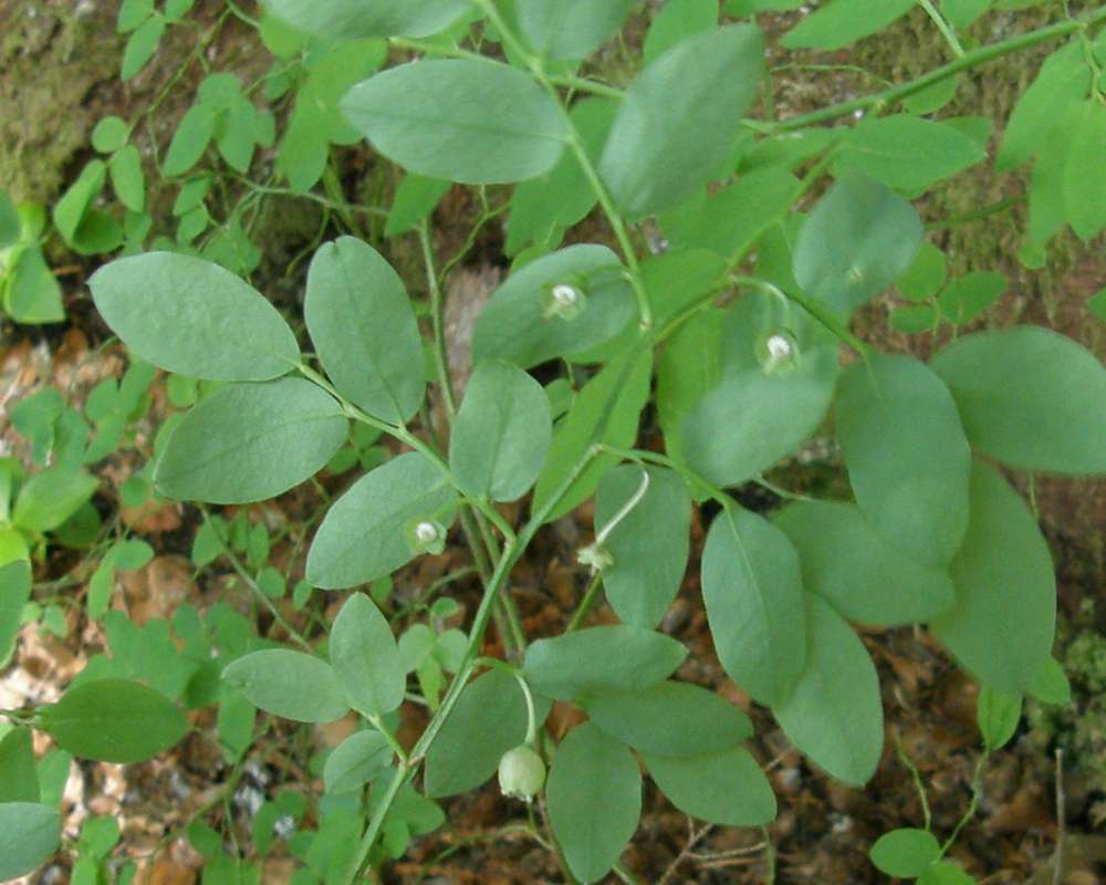 Leaves and Flowers<br>(Location of Picture: Happy Creek, Washington, USA, 2013)