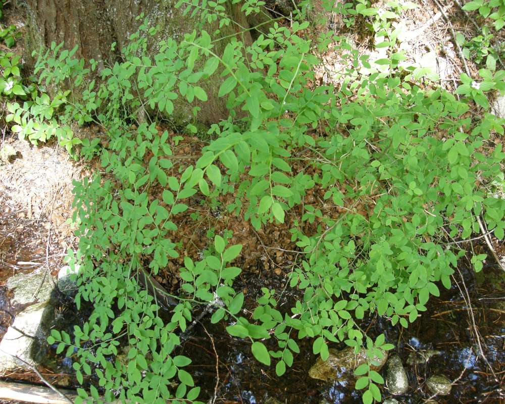 Habitat View<br>(Location of Picture: Happy Creek, Washington, USA, 2013)