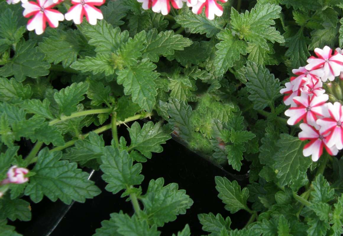 Leaves<br>(Location of Picture: Shady Creek, Washington, USA, 2013)