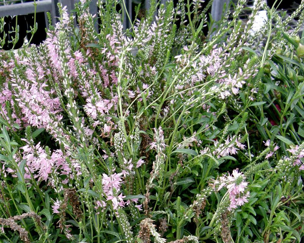 Top of Plant in Bloom<br>(Location of Picture: Commercially Grown, 2013)