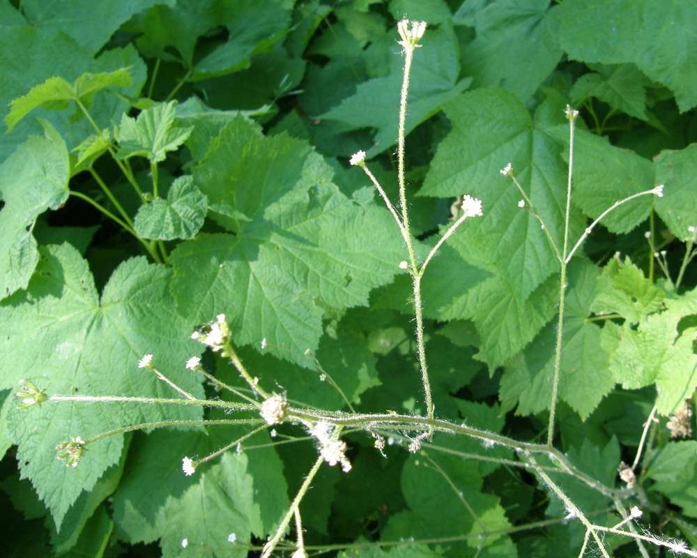 Leaf<br>(Location of Picture: Copper Pass, Washington, USA, 2013)