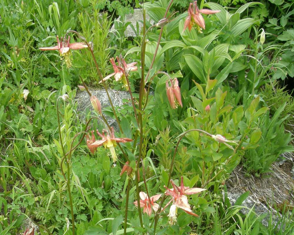 Top of Plant in Bloom<br>(Location of Picture: Copper Pass, Washington, USA, 2013)