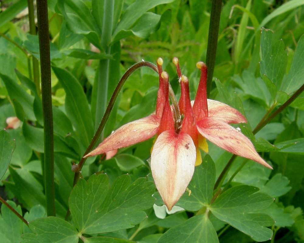 Flower - Rear View<br>(Location of Picture: Copper Pass, Washington, USA, 2013)
