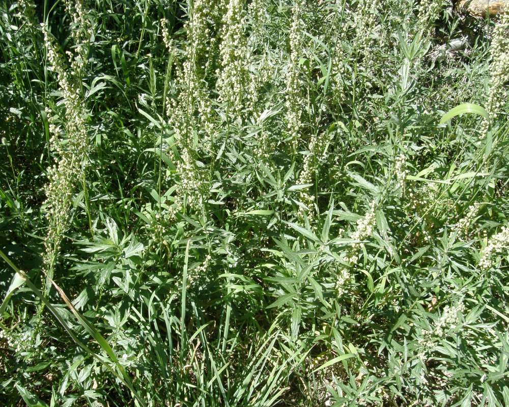 Habitat View<br>(Location of Picture: Copper Pass, Washington, USA, 2013)