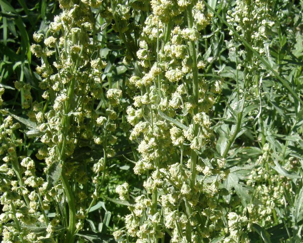 Flower Racemes - Side View<br>(Location of Picture: Copper Pass, Washington, USA, 2013)