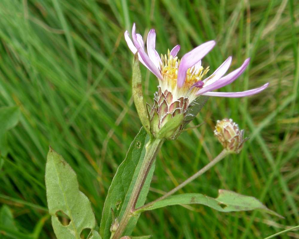 Flower Side View<br>(Location of Picture: Copper Pass, Washington, USA, 2013)