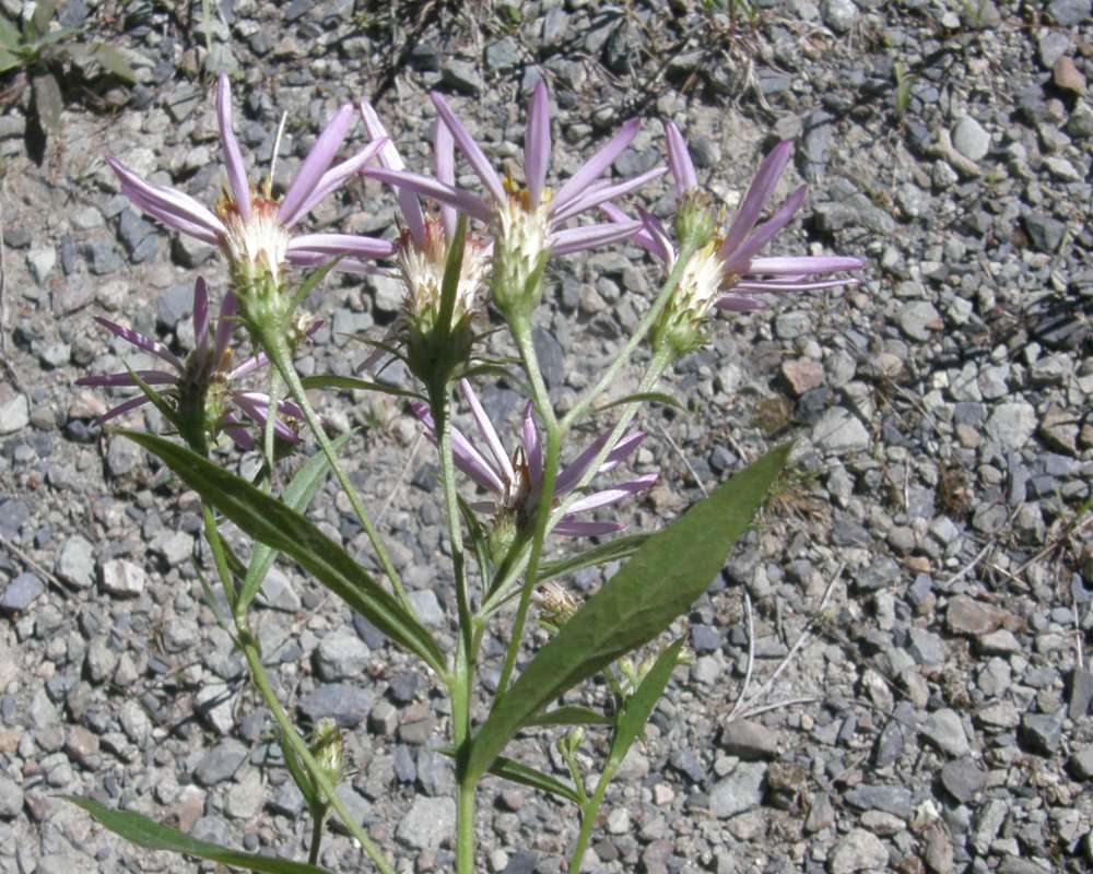 Flower - Rear View<br>(Location of Picture: Copper Pass, Washington, USA, 2013)