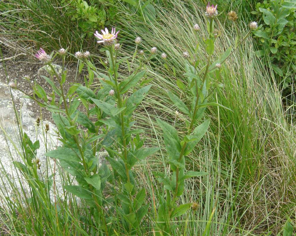 Habitat<br>(Location of Picture: Copper Pass, Washington, USA, 2013)