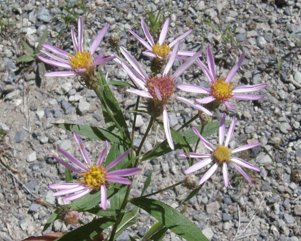 Flowers - Front View<br>(Location of Picture: Copper Pass, Washington, USA, 2013)