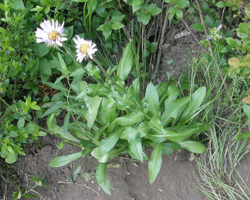 Top of Plant in Bloom<br>(Location of Picture: Copper Pass, Washington, USA, 2013)