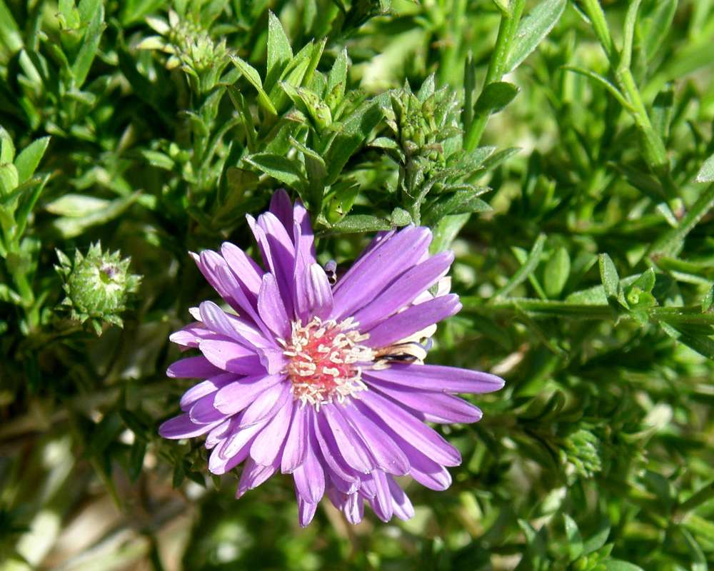 Flower - Front View<br>(Location of Picture: Nursery - Baker's Acres, 2013, Wa.)