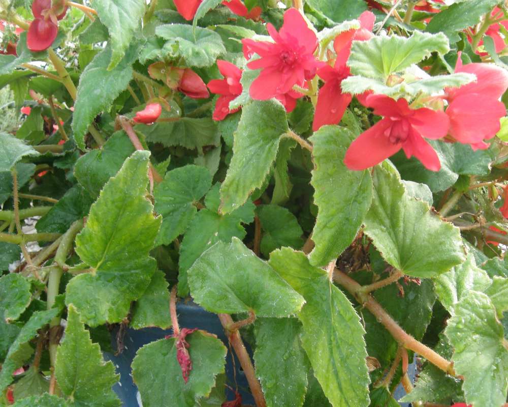Red Flowers<br>(Origin of the Specimen: Shady Creek Nursery, Wa., USA, 2013)