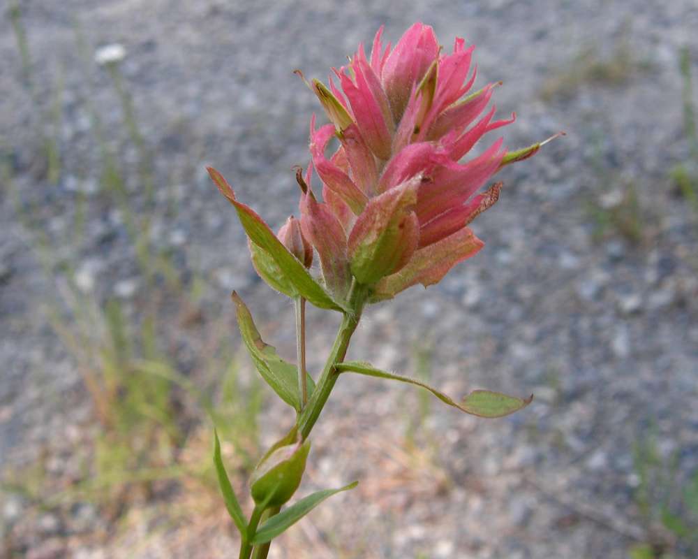 Flower - Side View<br>(Location of Picture: Near Copper Pass, Wa, USA, 2013)